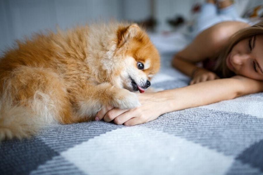 Τα πάνε καλά τα Pomeranians με τις γάτες; Συμβουλές συμβατότητας & γνωριμίας