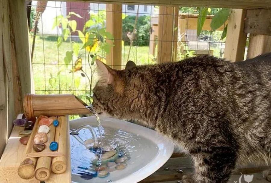 7 DIY σχέδια για σιντριβάνι νερού γάτας που μπορείτε να φτιάξετε μόνοι σας (με εικόνες)