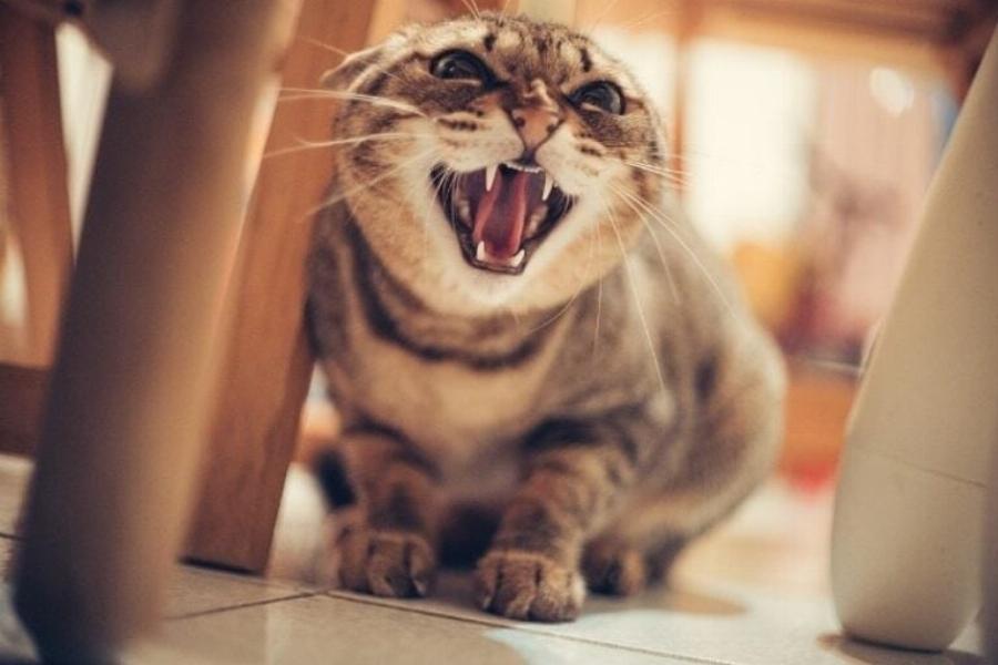 Μπορούν οι γάτες να αισθανθούν το κακό σε ένα άτομο; Τι λέει η επιστήμη