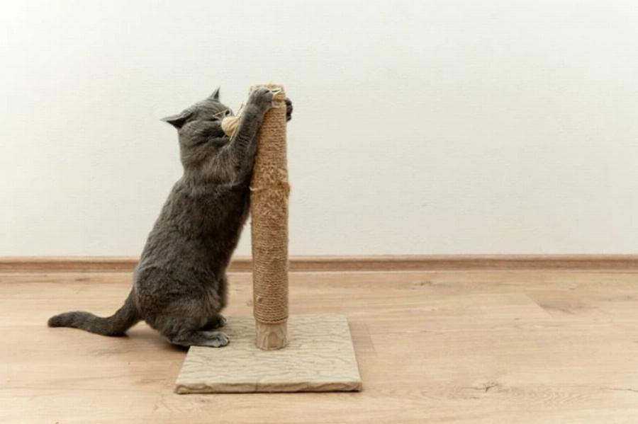 Γιατί αρέσουν τόσο πολύ στις γάτες οι στύλοι ξυσίματος; Οφέλη & πληροφορίες εγκεκριμένες από κτηνίατρο