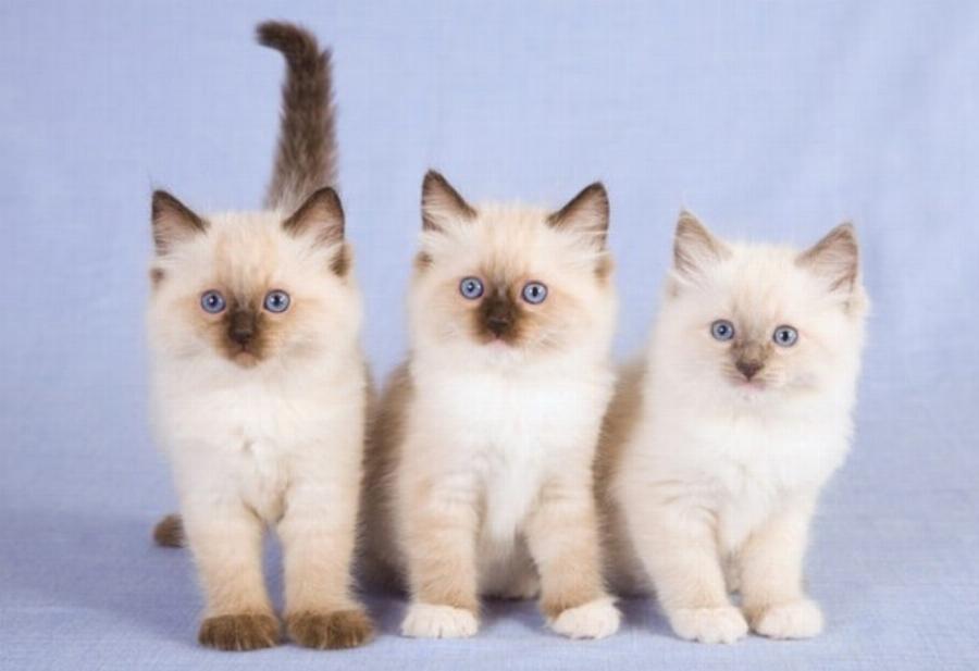 Γάτες Seal Point Ragdoll: Πληροφορίες, προέλευση & ιστορία (Με εικόνες)