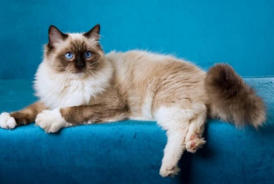 Γάτες Seal Point Ragdoll: Πληροφορίες, προέλευση & ιστορία (Με εικόνες)