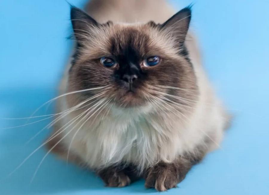 Γάτες Seal Point Ragdoll: Πληροφορίες, προέλευση & ιστορία (Με εικόνες)