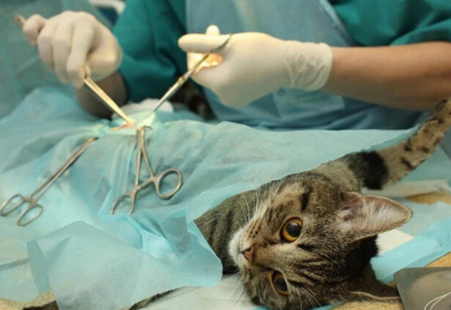 Πώς κτηνίατροι στειρώνουν γάτες: Τι συμβαίνει, ανάρρωση και κίνδυνοι 