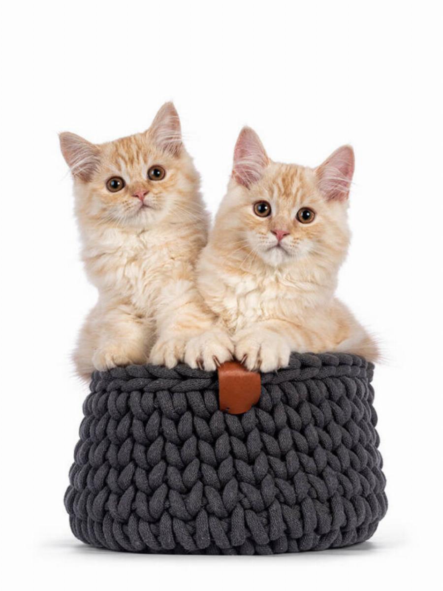 Λείπουν στις γάτες τα γατάκια τους; Εκπληκτική απάντηση