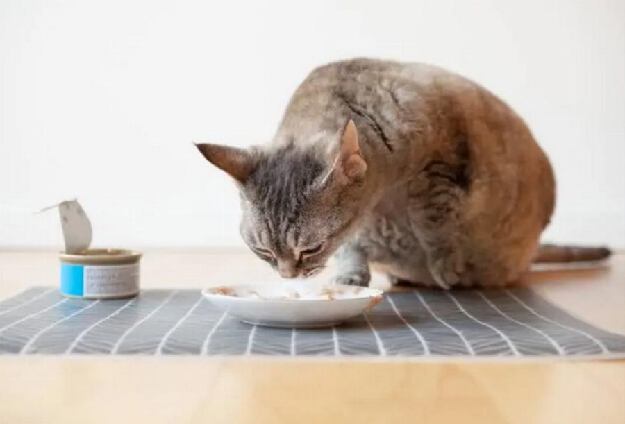 Θειαμίνη για γάτες: Τρόφιμα πλούσια σε Βιταμίνη Β1