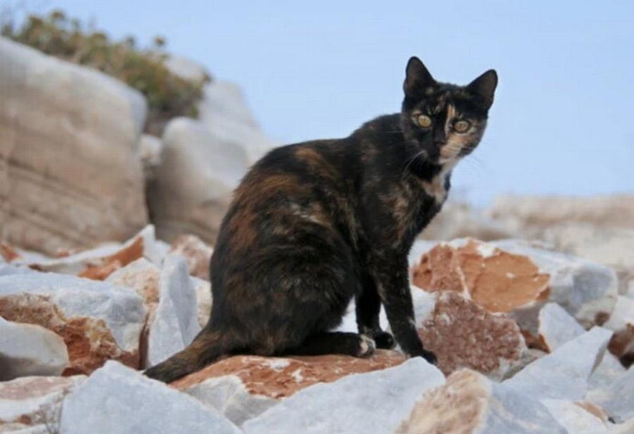 Υπάρχουν αρσενικές γάτες Tortoiseshell; – Γενετική & Ιστορία