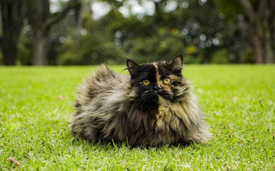 Υπάρχουν αρσενικές γάτες Tortoiseshell; – Γενετική & Ιστορία