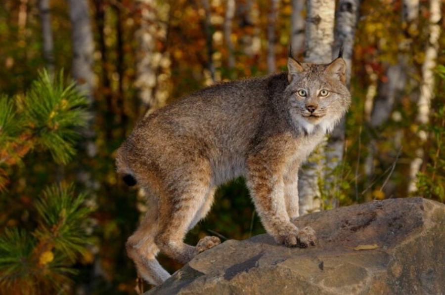 Ιστορίες με γάτες:  25 διάσημες γάτες από τη μυθολογία