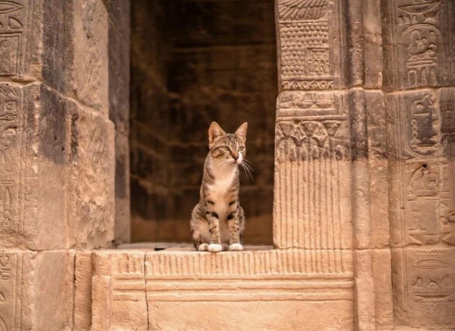 Ιστορίες με γάτες:  25 διάσημες γάτες από τη μυθολογία