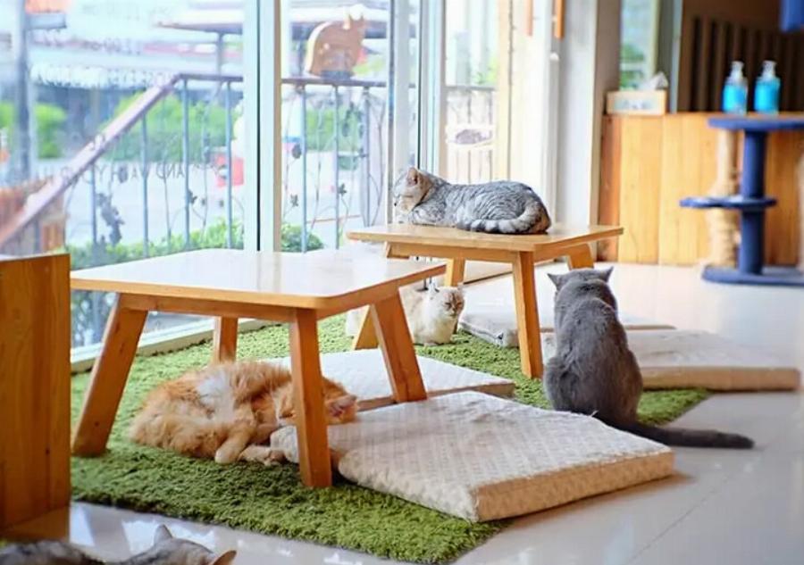 Η άνοδος των καφέ με γάτες: Πώς έγιναν τόσο δημοφιλή;