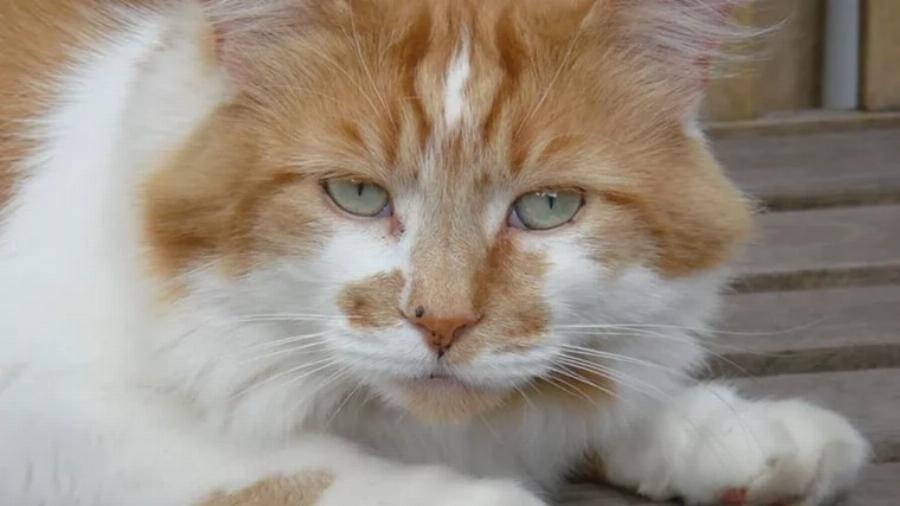 Ποιες γάτες κατέχουν το ρεκόρ των πιο ηλικιωμένων όλων των εποχών; Η ενδιαφέρουσα απάντηση