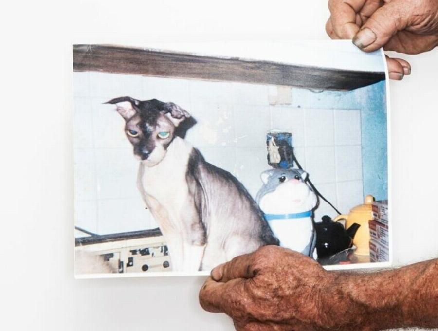 Ποιες γάτες κατέχουν το ρεκόρ των πιο ηλικιωμένων όλων των εποχών; Η ενδιαφέρουσα απάντηση