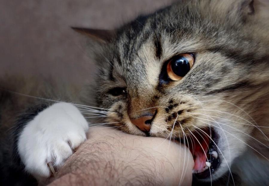 Πόσο συχνή είναι η λύσσα στις άγριες γάτες; Πληροφορίες & Συχνές ερωτήσεις