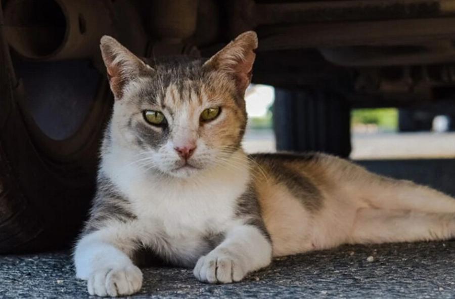 Πόσο συχνή είναι η λύσσα στις άγριες γάτες; Πληροφορίες & Συχνές ερωτήσεις