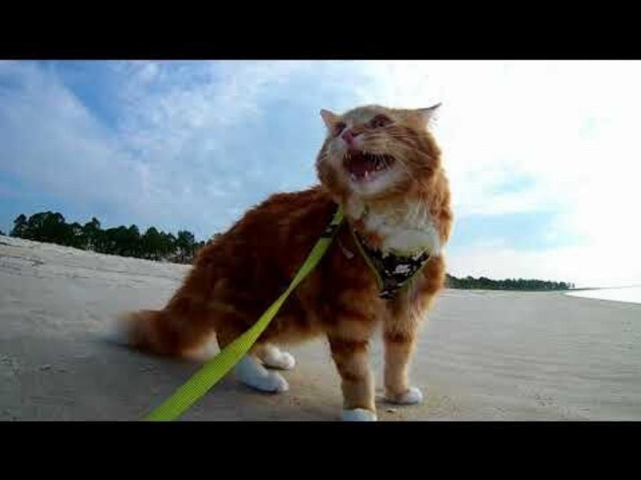 Αρέσει στις γάτες να πηγαίνουν στην παραλία; Πληροφορίες για τις προτιμήσεις των αιλουροειδών