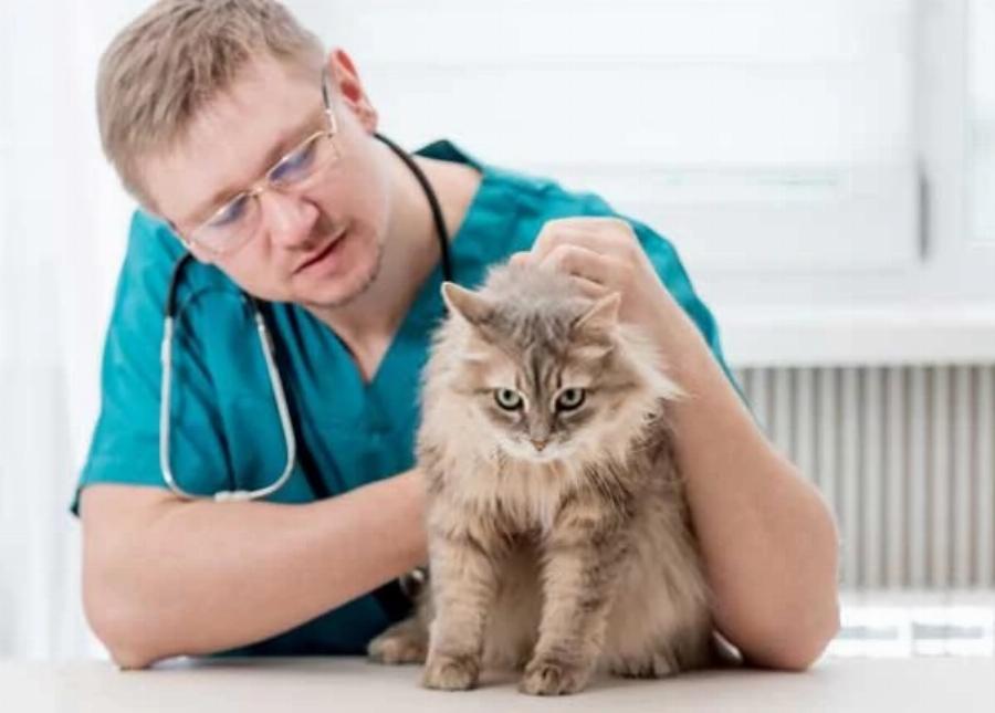 Συμπεριφορά γάτας: Γιατί η γάτα μου τρώει την άμμο και πώς να τη σταματήσω;