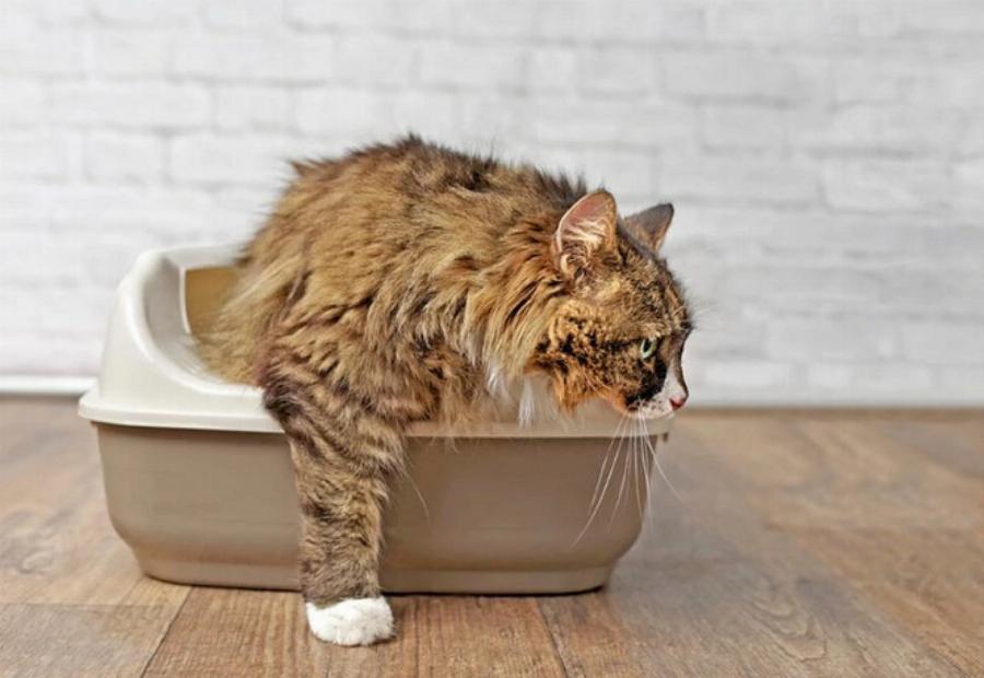 Συμπεριφορά γάτας: Γιατί η γάτα μου τρώει την άμμο και πώς να τη σταματήσω;