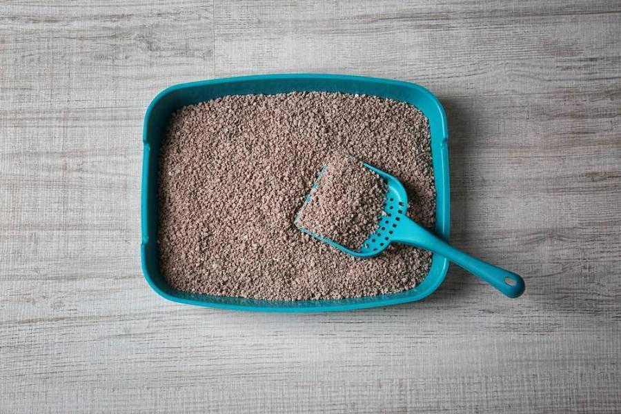 Συμπεριφορά γάτας: Γιατί η γάτα μου τρώει την άμμο και πώς να τη σταματήσω;