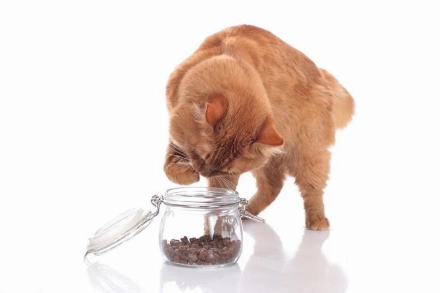4 Σπιτικές Συνταγές για γάτες χωρίς δημητριακά εγκεκριμένες από κτηνίατρο