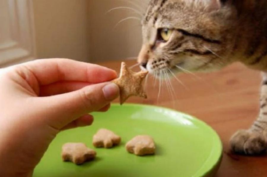 4 Σπιτικές Συνταγές για γάτες χωρίς δημητριακά εγκεκριμένες από κτηνίατρο