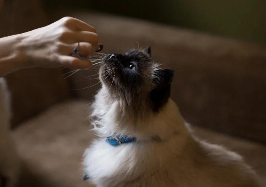 4 Σπιτικές Συνταγές για γάτες χωρίς δημητριακά εγκεκριμένες από κτηνίατρο