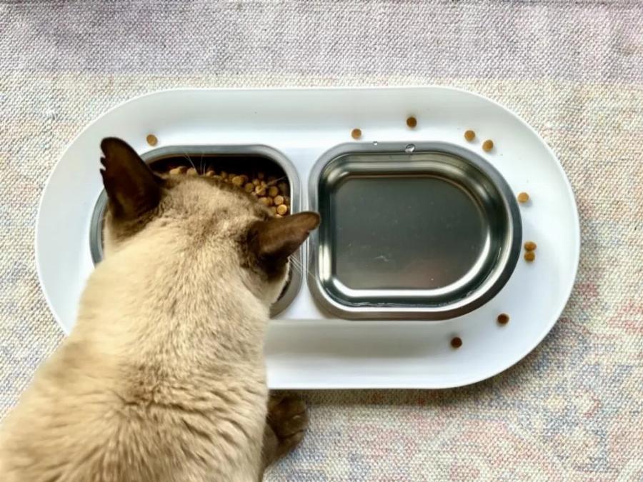 4 Σπιτικές Συνταγές για γάτες χωρίς δημητριακά εγκεκριμένες από κτηνίατρο