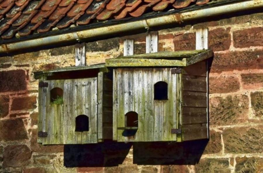 Πώς να προστατέψετε τις φωλιές των πουλιών από τις γάτες -10 συμβουλές & κόλπα