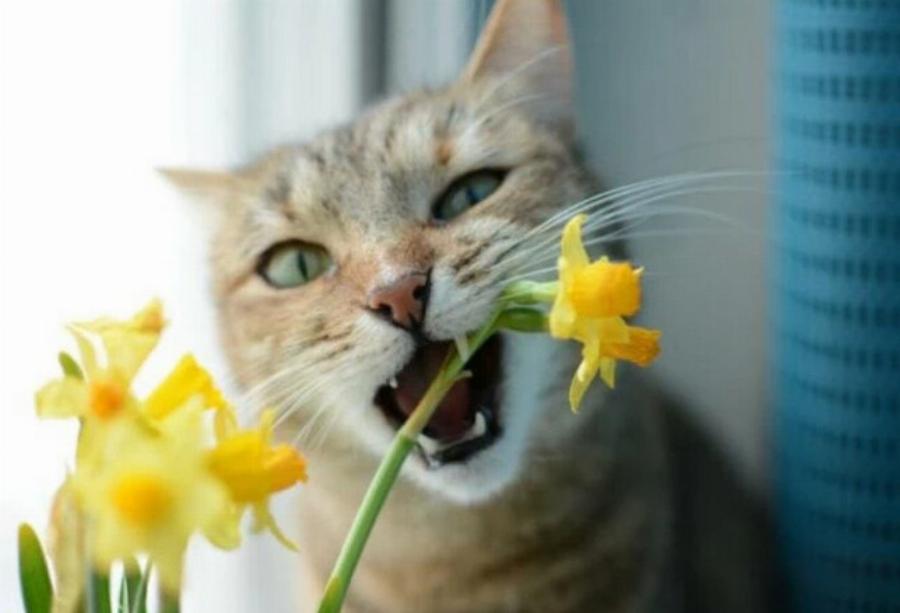 Γιατί αρέσει στις γάτες να τρώνε λουλούδια; Αυτοί είναι οι 4 πιθανοί λόγοι