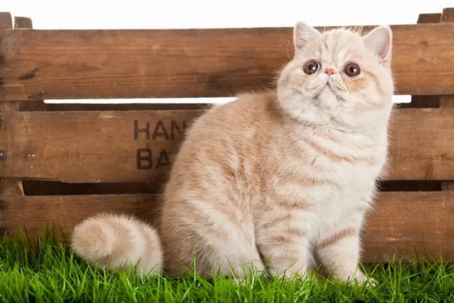 18 Γάτες που δεν μαδάνε: Εικόνες, Πληροφορίες & Συχνές Ερωτήσεις