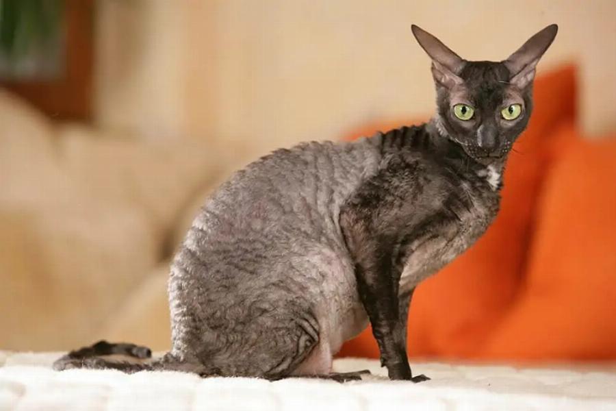 18 Γάτες που δεν μαδάνε: Εικόνες, Πληροφορίες & Συχνές Ερωτήσεις