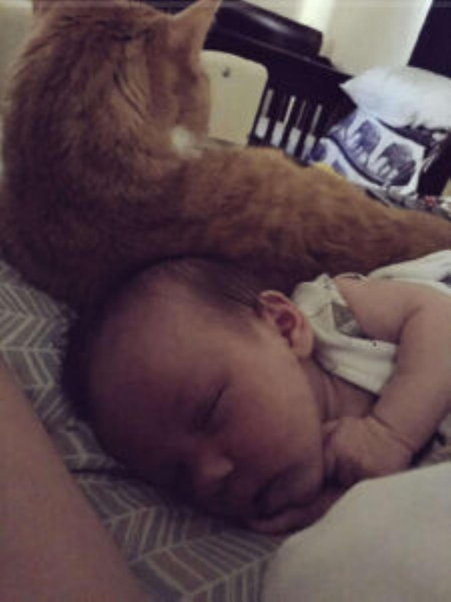 Παίζουν παρέα: Η ηλικιωμένη γάτα δεν χορταίνει να κάθεται με το νέο μωρό της οικογένειας