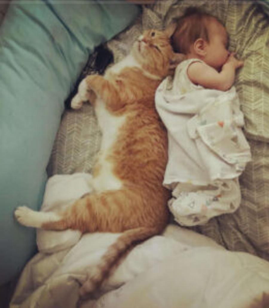 Παίζουν παρέα: Η ηλικιωμένη γάτα δεν χορταίνει να κάθεται με το νέο μωρό της οικογένειας