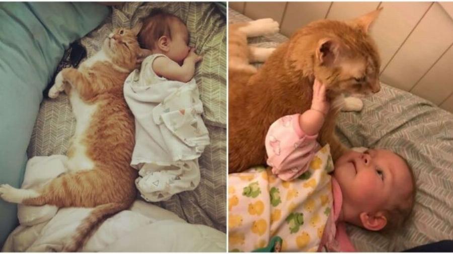 Παίζουν παρέα: Η ηλικιωμένη γάτα δεν χορταίνει να κάθεται με το νέο μωρό της οικογένειας