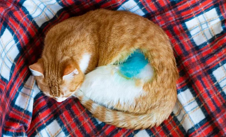 Έτσι θα καταλάβετε αν μια γάτα είναι στειρωμένη σύμφωνα με έναν κτηνίατρο