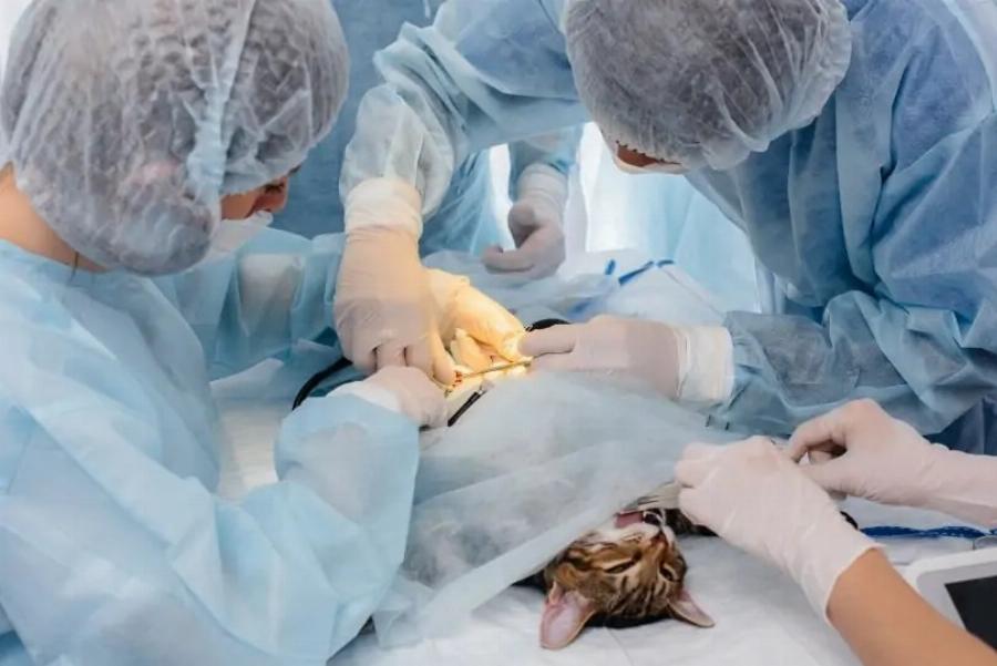 Έτσι θα καταλάβετε αν μια γάτα είναι στειρωμένη σύμφωνα με έναν κτηνίατρο