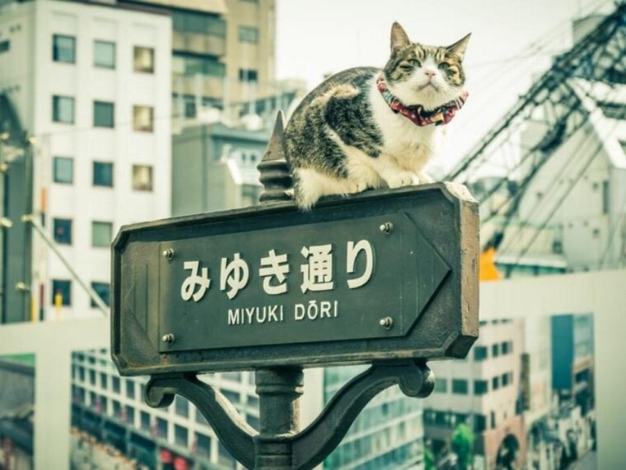 Πού παρουσιάζονται οι γάτες στην ιαπωνική κουλτούρα; Ιστορία & δημοφιλείς φυλές