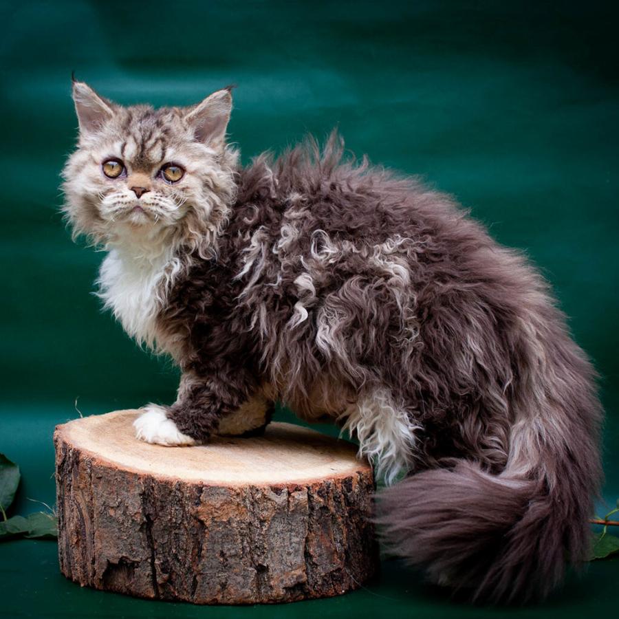 Selkirk Rex: Βραβευμένη για το ασυνήθιστο τρίχωμά της, θα την λατρέψετε σίγουρα