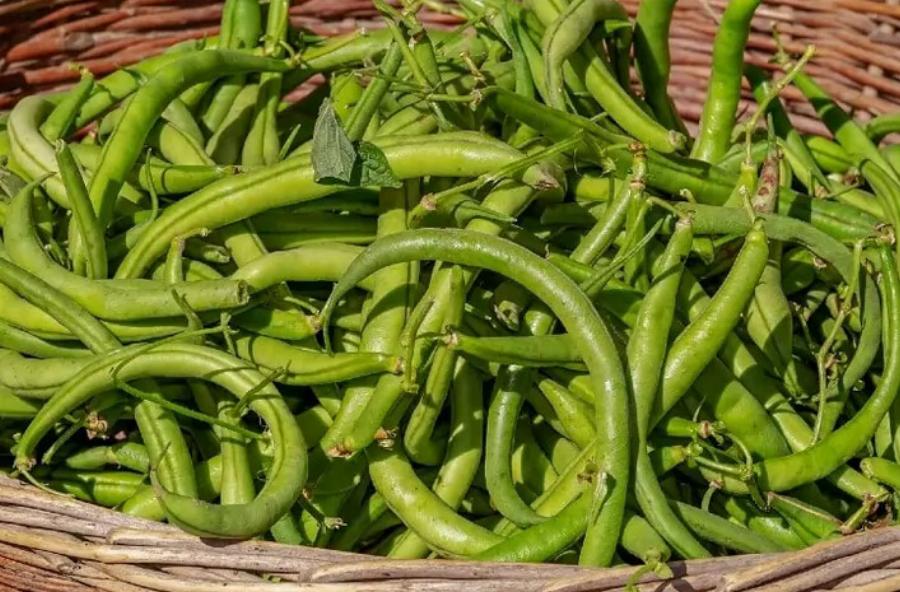 Μπορούν οι γάτες να φάνε πράσινα φασόλια; Εγκεκριμένες από κτηνίατρο πληροφορίες & Συχνές ερωτήσεις