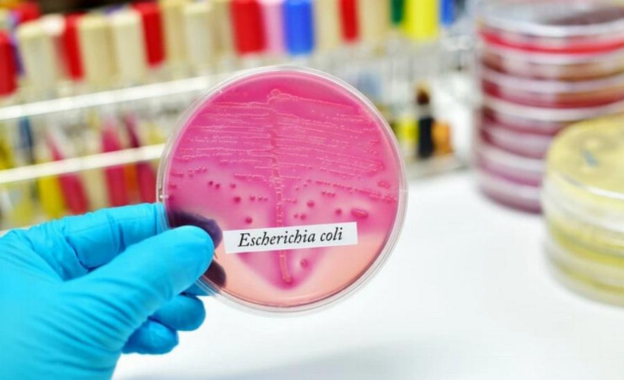 E. Coli στις γάτες: Αιτίες, συμπτώματα & θεραπείες από εγκεκριμένο κτηνίατρο