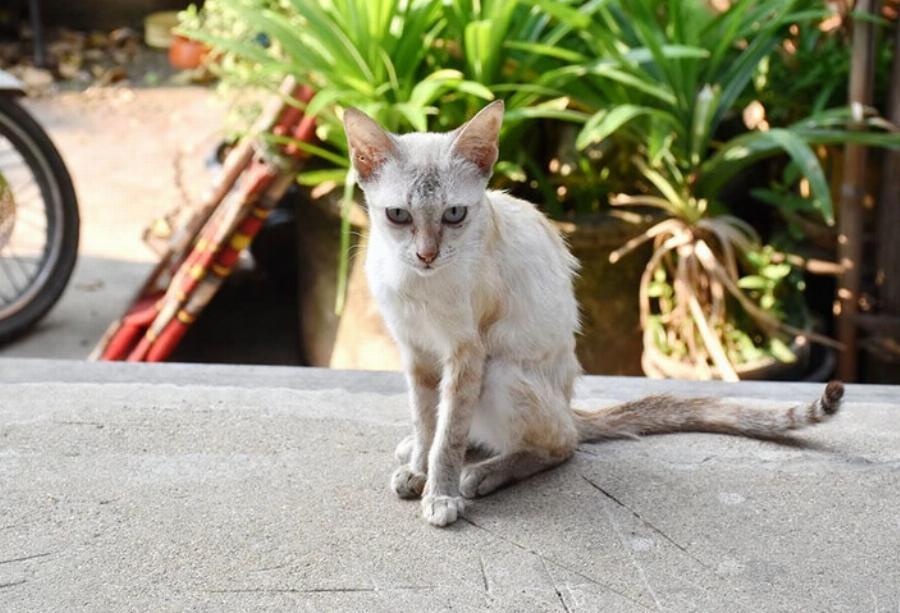 E. Coli στις γάτες: Αιτίες, συμπτώματα & θεραπείες από εγκεκριμένο κτηνίατρο