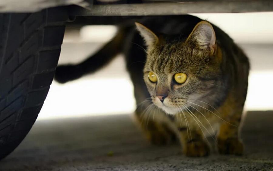 Πώς να βγάλετε μια γάτα κάτω από ένα αυτοκίνητο – 7 αποτελεσματικές μέθοδοι