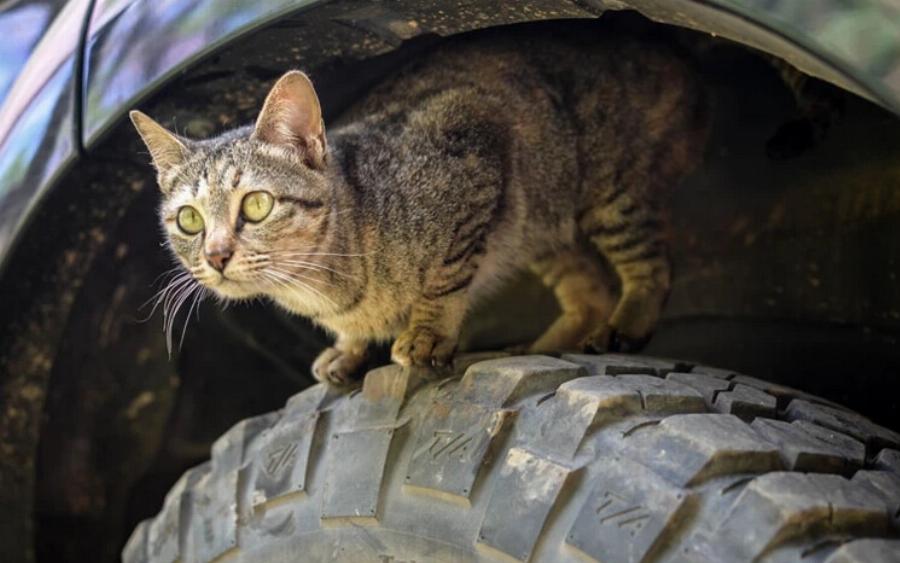 Πώς να βγάλετε μια γάτα κάτω από ένα αυτοκίνητο – 7 αποτελεσματικές μέθοδοι