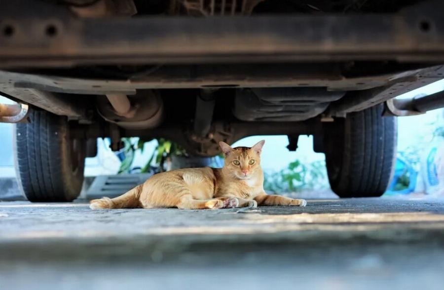 Πώς να βγάλετε μια γάτα κάτω από ένα αυτοκίνητο – 7 αποτελεσματικές μέθοδοι