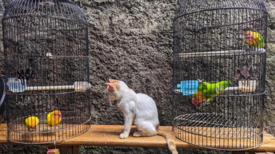 Μπορούν γάτες και πουλιά να ζουν μαζί με ασφάλεια; Κτηνίατρος μας εξηγεί