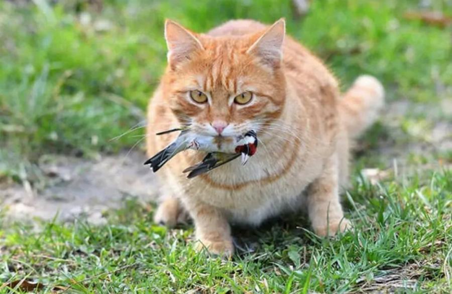 Μπορούν γάτες και πουλιά να ζουν μαζί με ασφάλεια; Κτηνίατρος μας εξηγεί