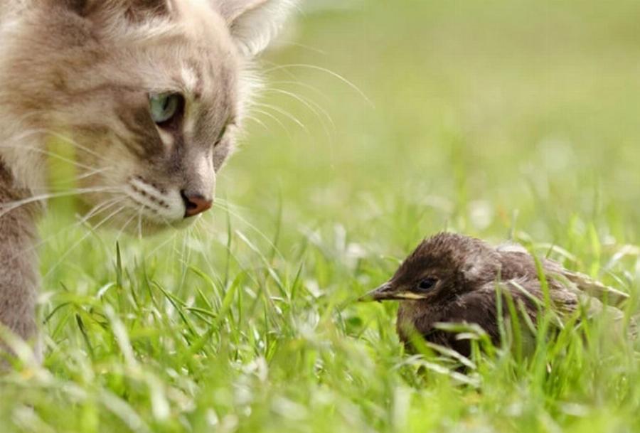 Μπορούν γάτες και πουλιά να ζουν μαζί με ασφάλεια; Κτηνίατρος μας εξηγεί