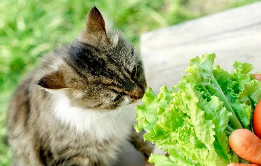 Μπορούν οι γάτες να φάνε σαλάτα; Οδηγός εγκεκριμένος από κτηνίατρο