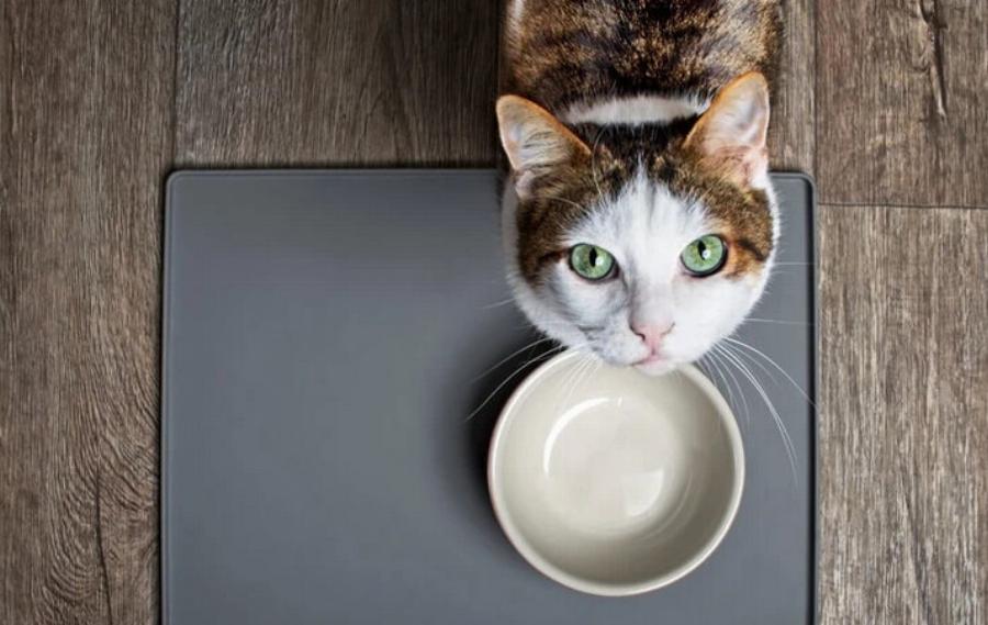 Μπορούν οι γάτες να φάνε μπέικον γαλοπούλας; Εγκεκριμένες από κτηνίατρο πληροφορίες & Συχνές ερωτήσεις