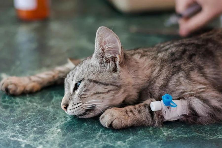 Μπορούν οι γάτες να φάνε μπέικον γαλοπούλας; Εγκεκριμένες από κτηνίατρο πληροφορίες & Συχνές ερωτήσεις